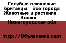 Голубые плюшевые британцы - Все города Животные и растения » Кошки   . Нижегородская обл.